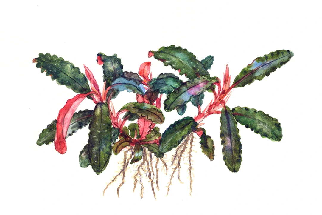 Tropica Bucephalandra Kedagang 1-2-Grow